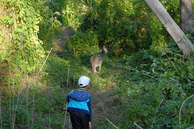 Walking with Wild Kangaroos Private Half-Day Trip from Sydney - Photos and binoculars: how to get more than quick snapshots