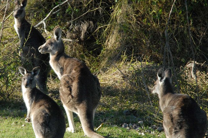 Walking with Wild Kangaroos Private Half-Day Trip from Sydney - Pickup, car comfort, and why timing matters for wildlife