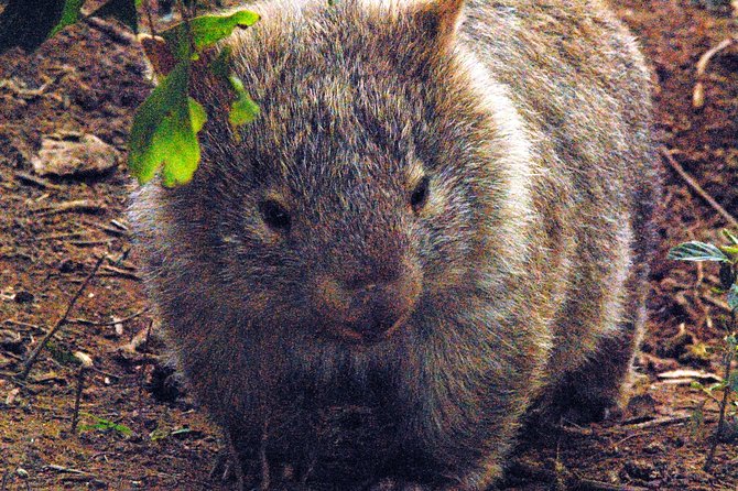 Walking with Wild Wombats Private Day Trip from Sydney - Key Highlights You’ll Feel Right Away