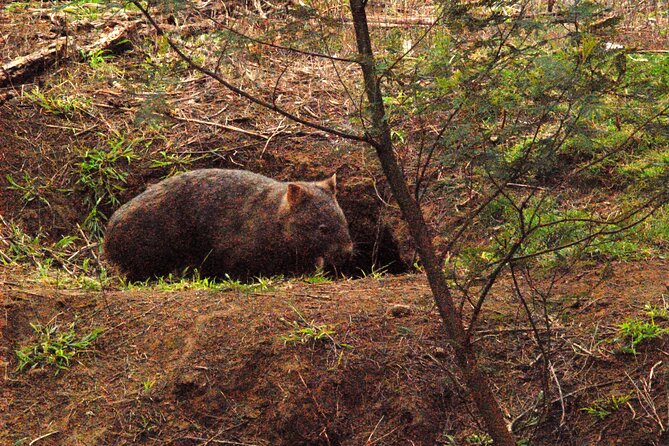 Walking with Wild Wombats Private Day Trip from Sydney - Leaving Sydney Behind For Real Wildlife Time