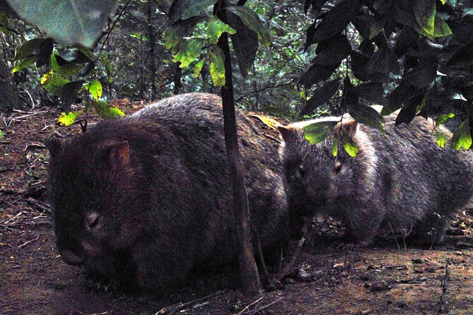 Walking with Wild Wombats Private Day Trip from Sydney - Stop 1: Rain Forest Walk in a NSW National Park (About 1h 15m)