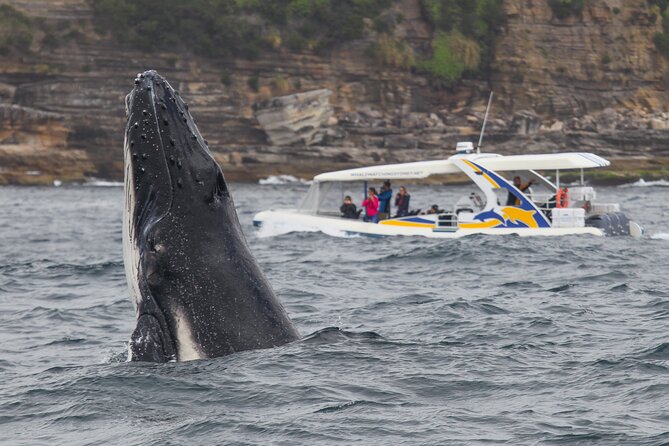 Whale Watching Adventure Cruise - Why Totally Wild Gets You Out to the Whales So Quickly