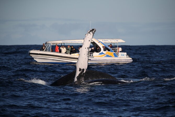 Whale Watching Adventure Cruise - Booking Value: $67.20 for Speed, Time, and a Small-Group Chance