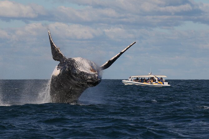 Whale Watching Adventure Cruise - Who This Whale Cruise Suits Best (And Who Might Want a Different Option)