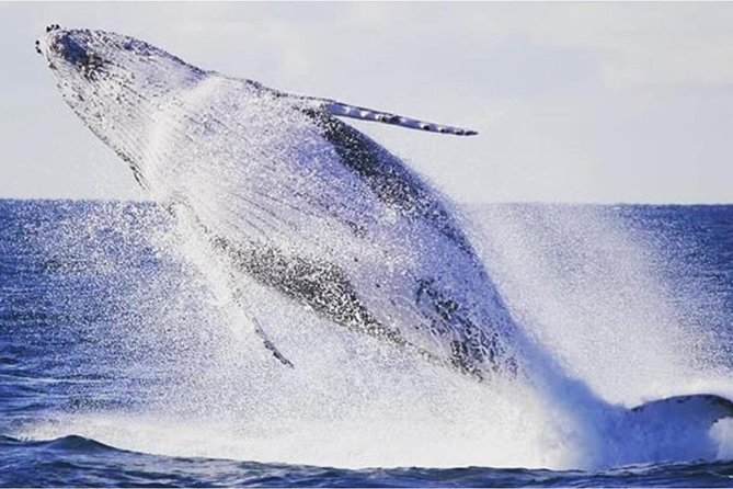 Whale Watching Adventure Cruise - Practical Tips for Your Day in Sydney Before Boarding