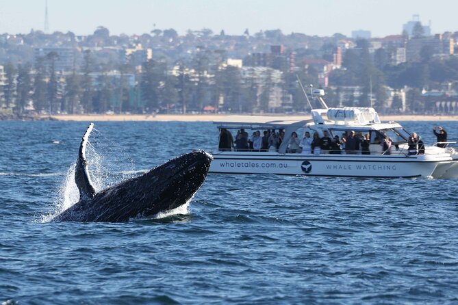 Whale Watching Boat Trip in Sydney - How close you get to humpbacks, and what the crew actually does