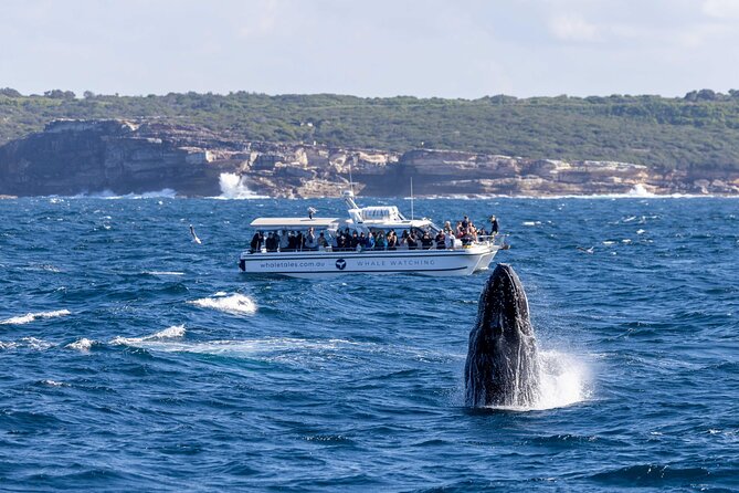 Whale Watching Boat Trip in Sydney - Live commentary that makes the trip feel bigger than a photo stop
