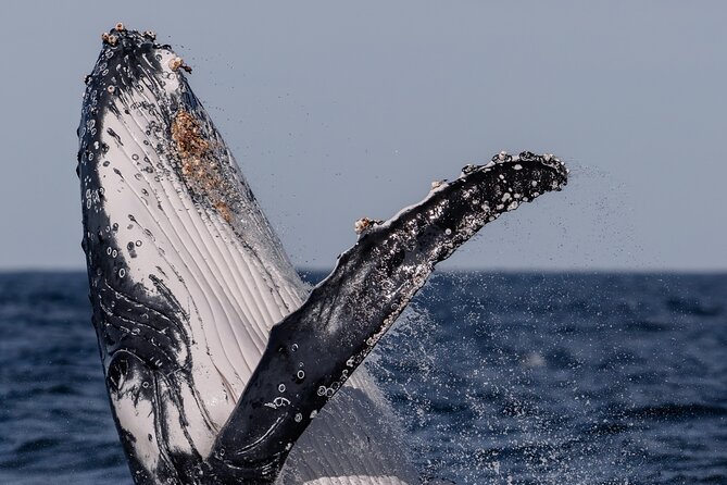 Whale Watching Boat Trip in Sydney - Motion sickness, spray, and what to pack for real ocean conditions