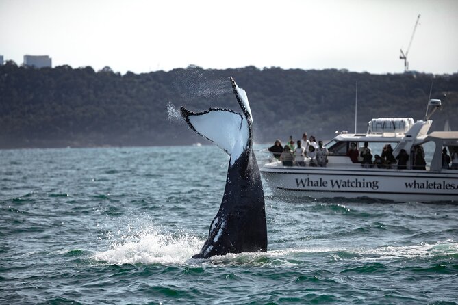 Whale Watching Boat Trip in Sydney - Photo opportunities, plus the free memento factor