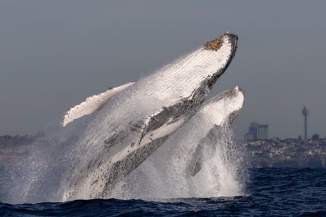 Whale Watching Boat Trip in Sydney - Price and value: why $99.70 can make sense in Sydney
