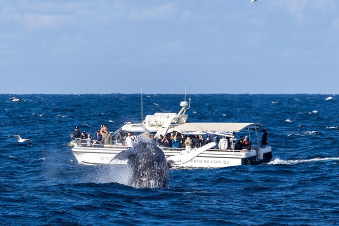 Whale Watching Boat Trip in Sydney - Where the stops fit, and what you should look for at each moment