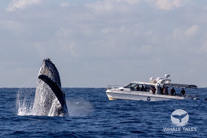 Whale Watching Boat Trip in Sydney - The whale sighting guarantee, and how it changes your risk
