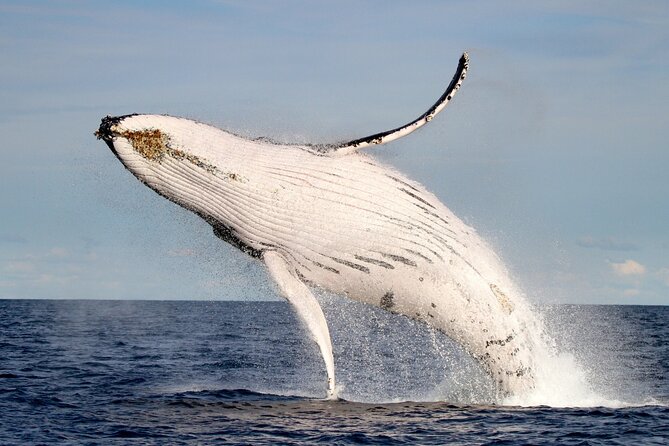 Whale Watching Discovery Tour from Lake Macquarie - Key Highlights Worth Booking For
