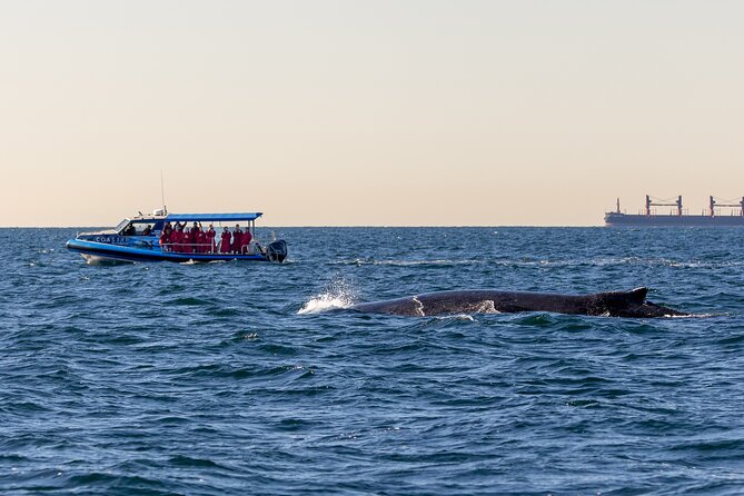 Whale Watching Discovery Tour from Lake Macquarie - Meeting at Swansea: CoastXP and Getting Ready to Go
