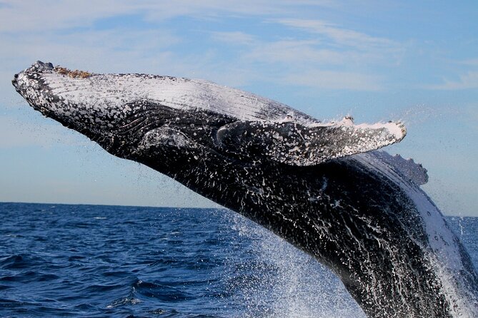 Whale Watching Discovery Tour from Lake Macquarie - Whale Watching in Motion: What the Guides Actually Do