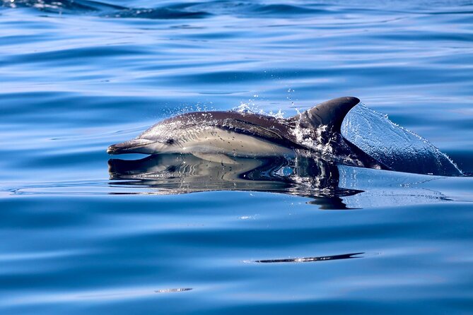 Whale Watching Discovery Tour from Lake Macquarie - Water-Level Viewing: Jackets, Timing, and the “Got It” Moments