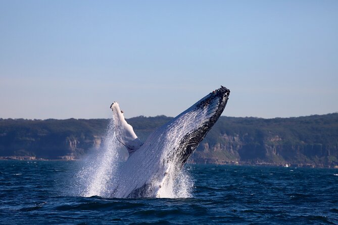 Whale Watching Discovery Tour from Lake Macquarie - Timing, Weather, and How to Choose the Right Day