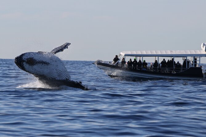 Whale Watching on Speed Boat with canopy from Sydney Harbour - Key Highlights You’ll Feel on the Water