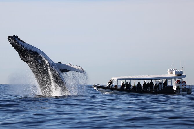 Whale Watching on Speed Boat with canopy from Sydney Harbour - Setting Off from Circular Quay, The Quick Way