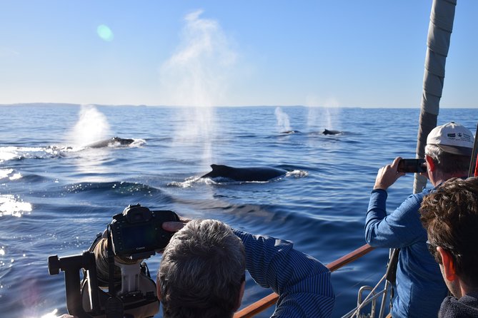 Whale Watching Sailing Experience in Sydney - Key highlights to notice before you go