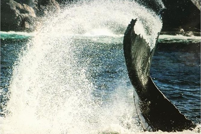 Whale Watching Sailing Experience in Sydney - Sydney Harbour first: the warm-up you will actually enjoy