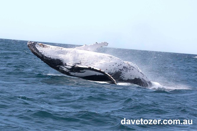 Whale Watching Sailing Experience in Sydney - The crew style: Captain Douglas, Sharon, and First Mate Gavin