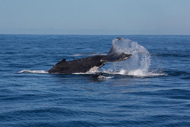Whale Watching Sailing Experience in Sydney - Motion, seasickness, and comfort tips that actually help