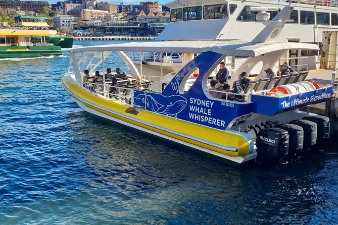 Whale Watching Sydney - Key things to know before you go