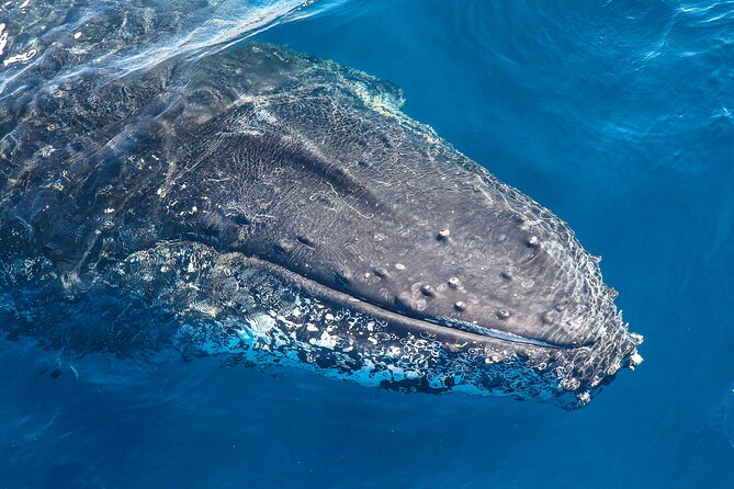Whale Watching Sydney 2-Hour Express Cruise - Key things I’d plan around