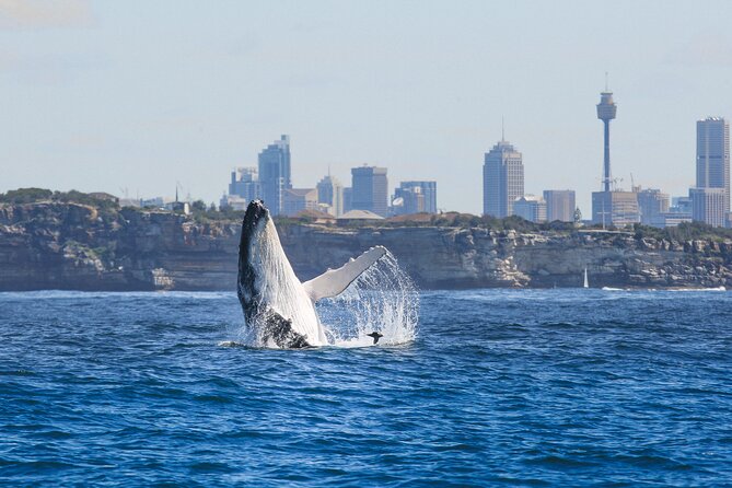 Whale Watching Sydney 2-Hour Express Cruise - Circular Quay Wharf 6: Starting fast, not far