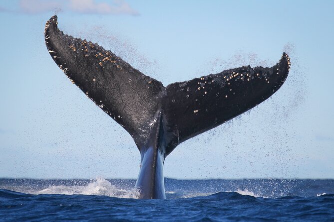 Whale Watching Sydney 2-Hour Express Cruise - Three decks, one goal: spotting humpbacks without missing your moment