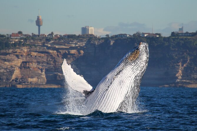 Whale Watching Sydney 2-Hour Express Cruise - When the crowd is big: managing your viewing position