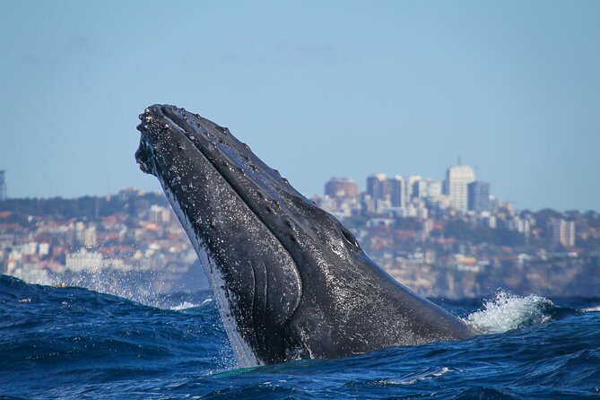Whale Watching Sydney 2-Hour Express Cruise - What you might see: whales, plus the extras