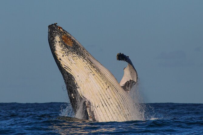 Whale Watching Sydney 2-Hour Express Cruise - Price and value: is $57.72 a smart whale watch?