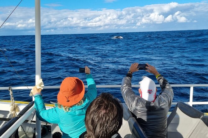 Whale Watching Sydney - The faster pace: how it changes your odds
