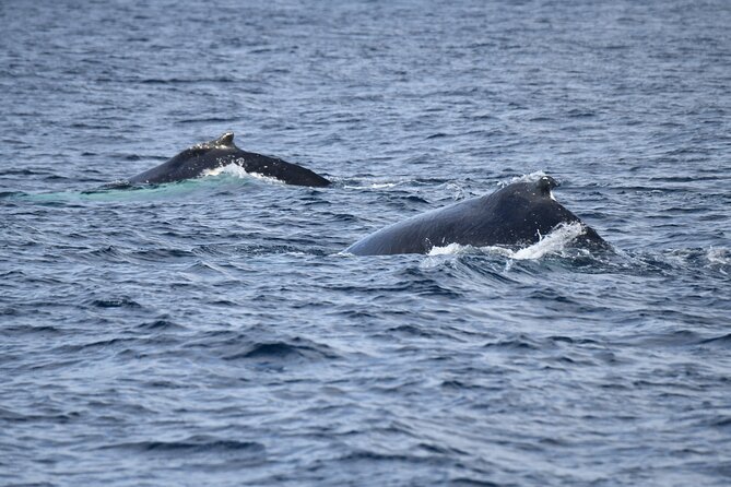 Whale Watching Sydney - When you reach the whales: up close, but still considerate