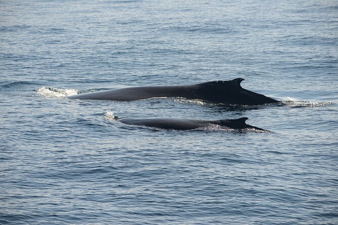 Whale Watching Sydney - Price value: what $61.09 buys you in Sydney