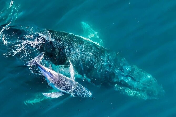 Whale Watching Terrigal - Key points before you go
