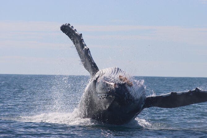 Whale Watching Terrigal - Getting on the water at Terrigal Haven, not on some giant cruise