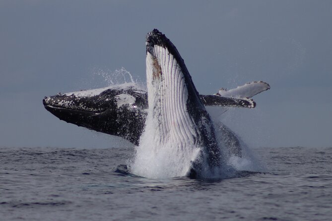 Whale Watching Terrigal - The one-hour run: how the Terrigal, Forresters, and Avoca scan stops work