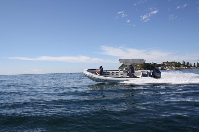 Whale Watching Terrigal - Close encounters, breaching, and how to stay comfortable