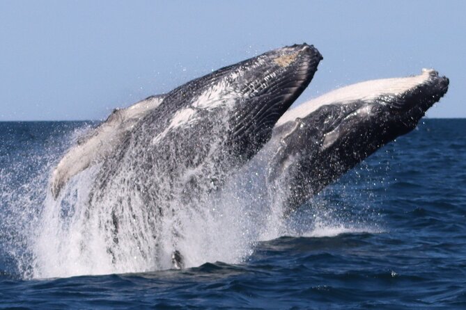 Whale Watching Terrigal - Price of $132.42 per person: is it worth it?