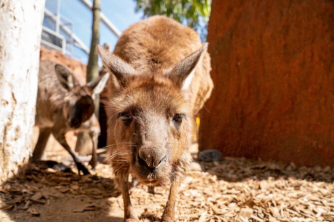 WILD LIFE Sydney Entrance Ticket - Value and expectations: what you get for about $28