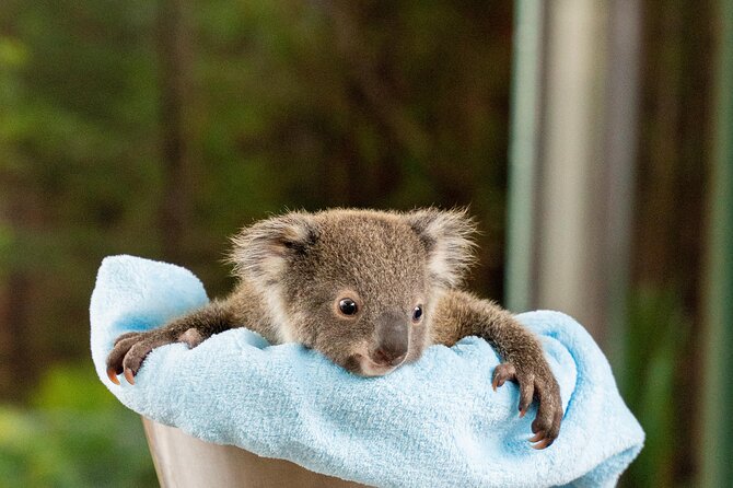 WILD LIFE Sydney Entrance Ticket - Koalas and yellow-footed rock wallabies up close