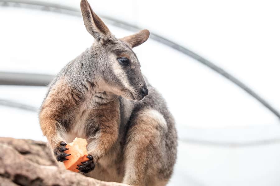 WILD LIFE Sydney Zoo - Key takeaways before you go