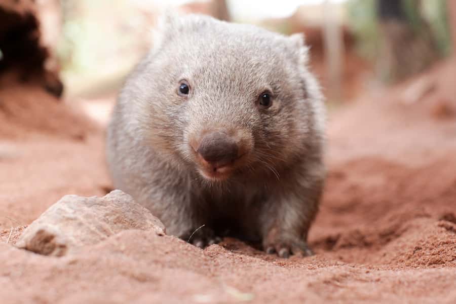 WILD LIFE Sydney Zoo - Who should book this Sydney zoo day?