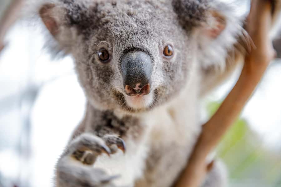 WILD LIFE Sydney Zoo - WILD LIFE Sydney Zoo at Aquarium Wharf: a city zoo day
