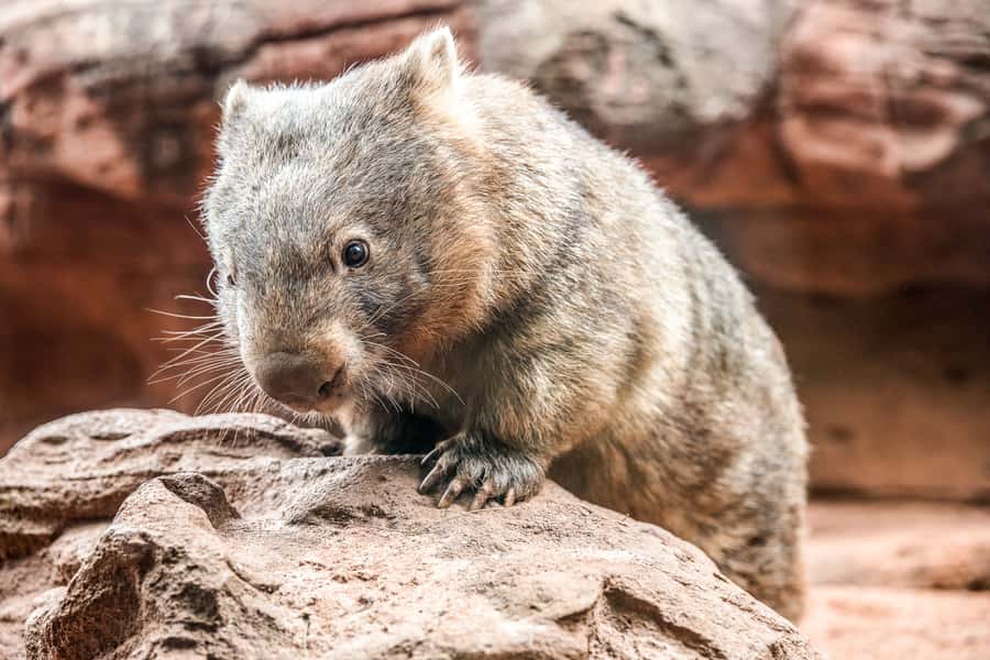 WILD LIFE Sydney Zoo - Kangaroos and yellow-footed rock-wallabies in the Sydney heat