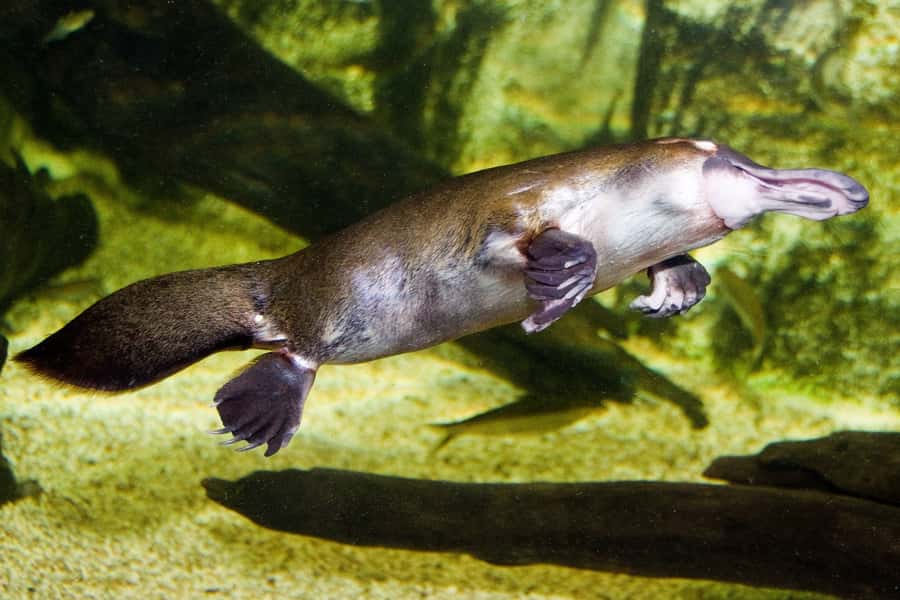 WILD LIFE Sydney Zoo - Price at $27: what you get for a short Darling Harbour stop