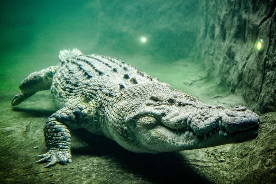 WILD LIFE Sydney Zoo - Timing, last entry at 3:00 PM, and how long it really takes